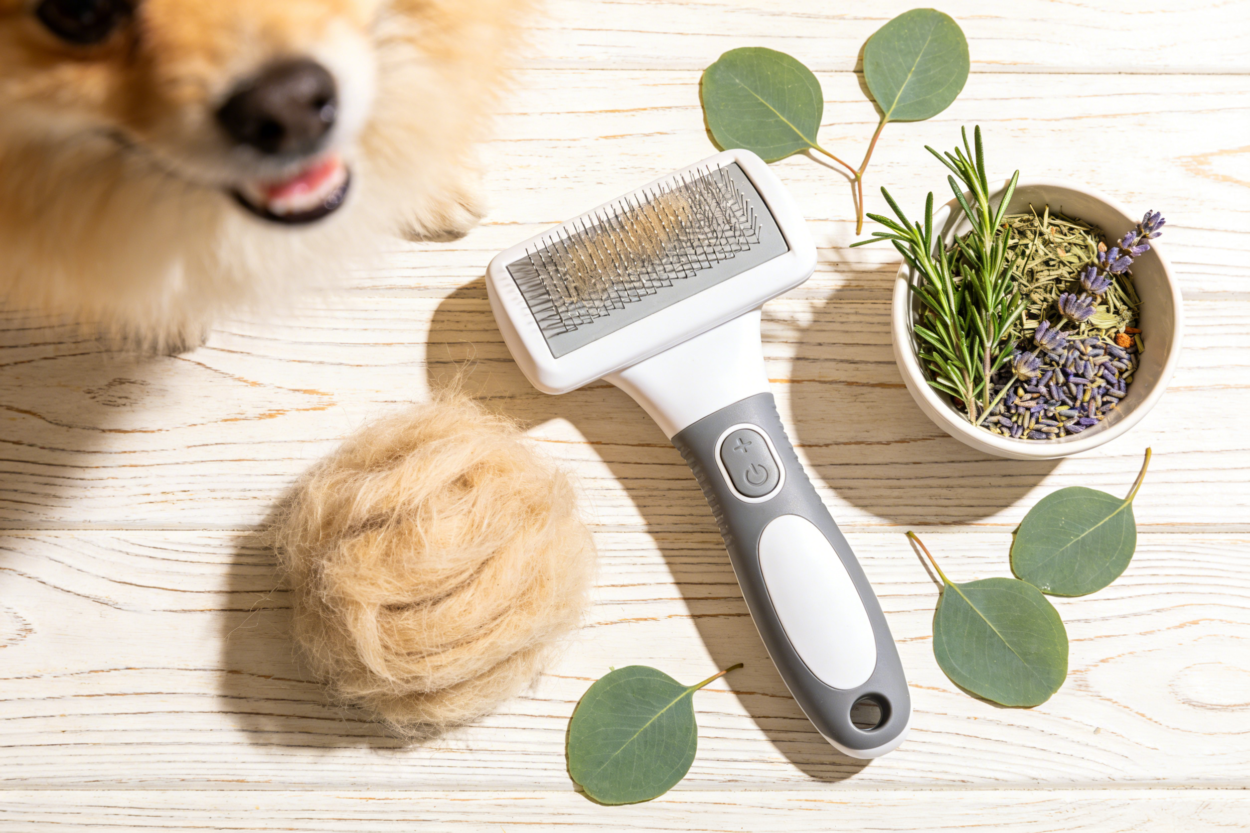 换毛季催生百亿赛道：宠物“一键清洁梳”东南亚周销破2400，防蚤功能成3月跨境采购关键词